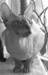Жена №1 - Чебу, голая кошечка петерболд, окрас  черный табби